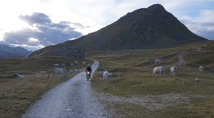Return of the Cows - ADV Rider