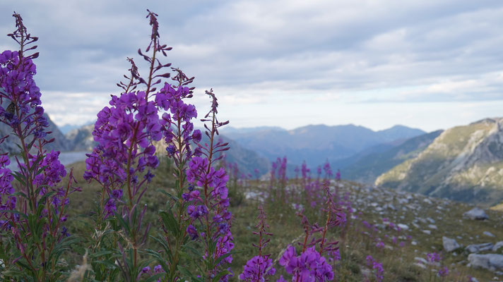 Bergflora Maira Stura