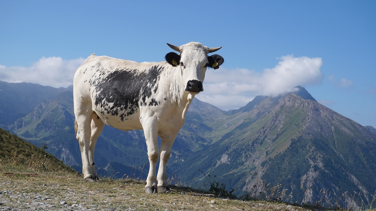 Eine Kuh auf dem Finestre